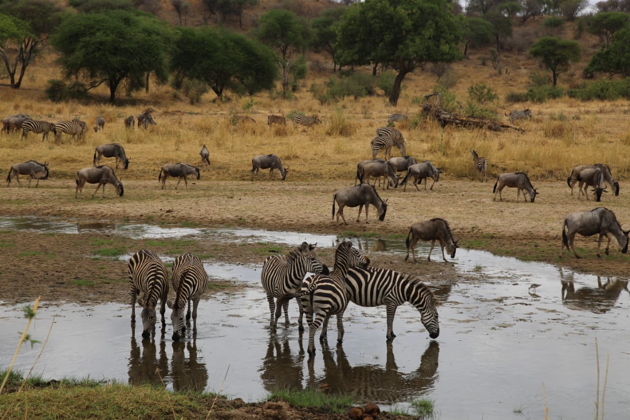 zebra picture